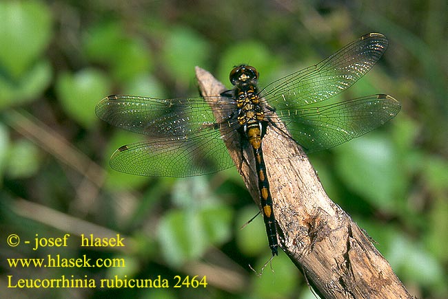 Leucorrhinia rubicunda 2464