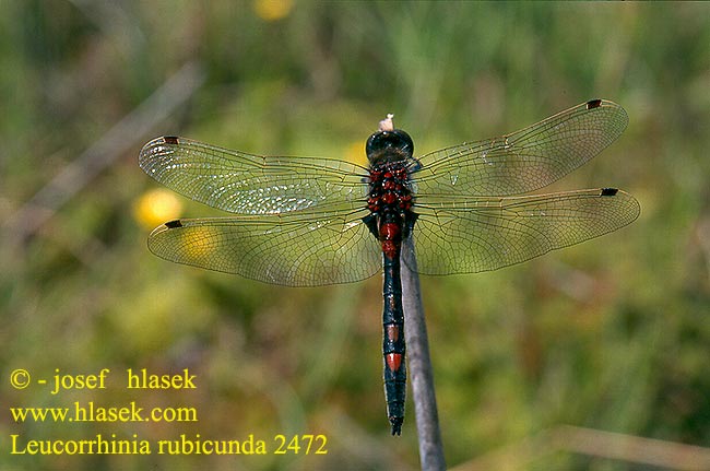 Leucorrhinia rubicunda 2472