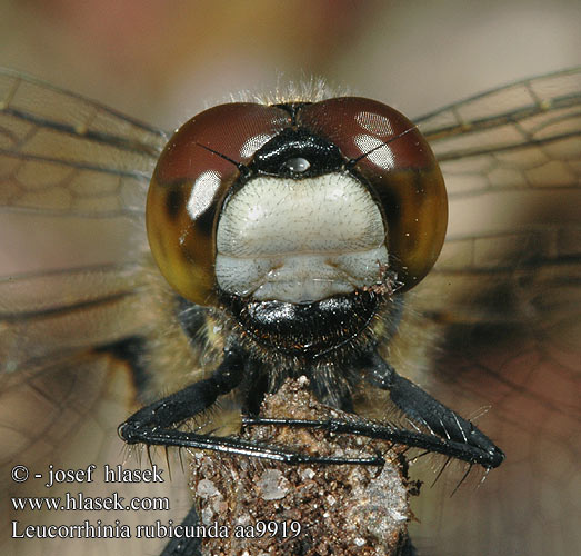 Leucorrhinia rubicunda aa9919