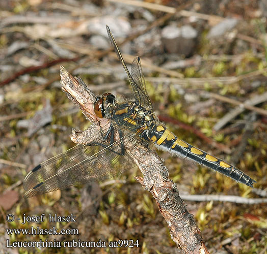 Leucorrhinia rubicunda aa9924