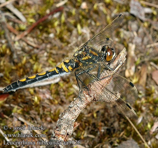 Leucorrhinia rubicunda aa9926