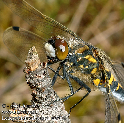 Leucorrhinia rubicunda aa9931