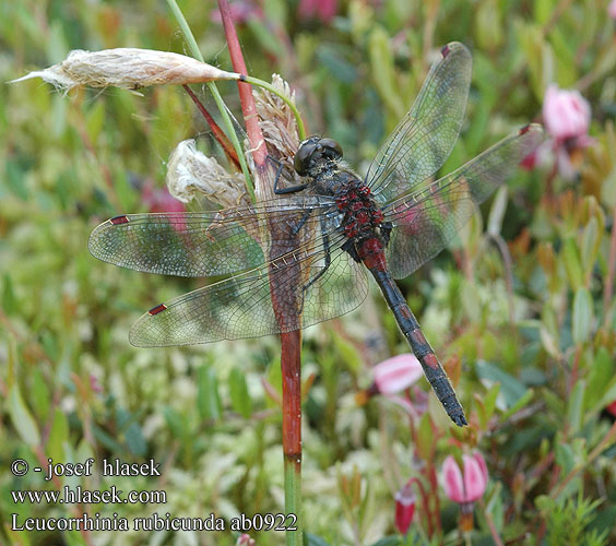 Leucorrhinia rubicunda Стрекоза красная Білоноска червонувата Vresni spreletavec Northern White-faced Darter Ruby Whiteface Nordisk Kærguldsmed Isolampikorento Leucorrhine rubiconde Noordse witsnuitlibel Leucorrhinia rubiconda Nordische Moosjungfer Zalotka Vážka tmavoskvrnná Nordisk kärrtrollslända Østlig torvlibelle