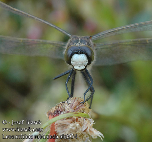 Leucorrhinia rubicunda Northern White-faced Darter Ruby Whiteface Nordisk Kærguldsmed Isolampikorento Noordse witsnuitlibel Leucorrhine rubiconde Leucorrhinia rubiconda Nordische Moosjungfer Zalotka Vážka tmavoskvrnná Nordisk kärrtrollslända Østlig torvlibelle Стрекоза красная Білоноска червонувата Vresni spreletavec