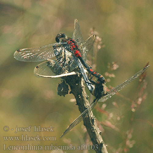 Leucorrhinia rubicunda af0103