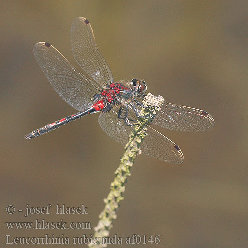 Leucorrhinia rubicunda Leucorrhine rubiconde Leucorrhinia rubiconda Nordische Moosjungfer Zalotka Vážka tmavoskvrnná Nordisk kärrtrollslända Østlig torvlibelle Стрекоза красная Білоноска червонувата Vresni spreletavec Northern White-faced Darter Ruby Whiteface Nordisk Kærguldsmed Isolampikorento Noordse witsnuitlibel