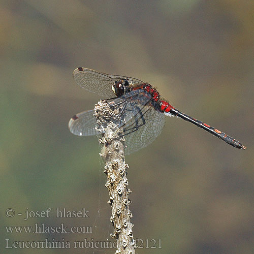 Leucorrhinia rubicunda af2121