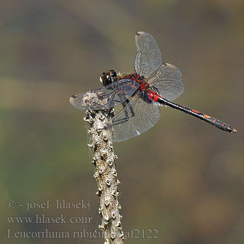 Leucorrhinia rubicunda Стрекоза красная Білоноска червонувата Vresni spreletavec Northern White-faced Darter Ruby Whiteface Nordisk Kærguldsmed Isolampikorento Noordse witsnuitlibel Leucorrhine rubiconde Leucorrhinia rubiconda Nordische Moosjungfer Zalotka Vážka tmavoskvrnná Nordisk kärrtrollslända Østlig torvlibelle