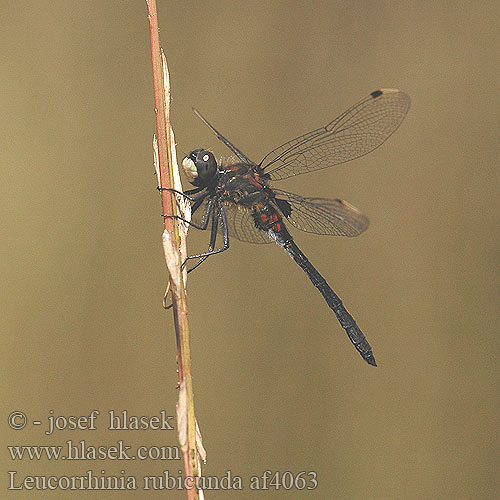 Leucorrhinia rubicunda af4063