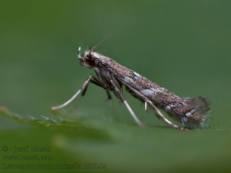 Leucospilapteryx omissella Psotka palinová