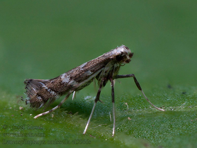 Leucospilapteryx omissella Моль-пестрянка полынная