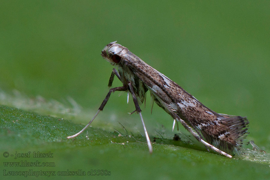 Leucospilapteryx omissella Bijvoetblaarmot Gråbostyltmal