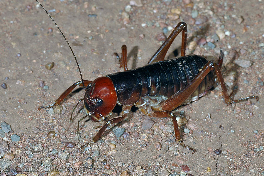 Libanasidus vittatus Parktown prawn