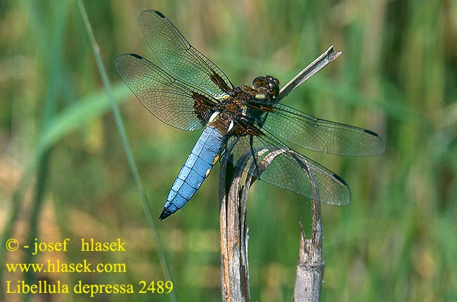 Libellula depressa Broad bodied chaser Blå Libel Litteähukankorento Libellule déprimée Platbuik Libellula depressa Közönséges acsa Plattbauch Ważka płaskobrzucha Vážka ploská Bred trollslända Bred blålibelle Стрекоза плоская Бабка плоска Modri ploščec