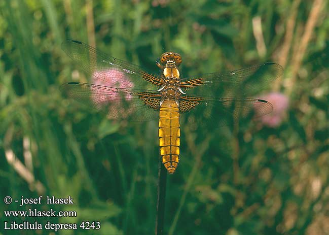 Libellula depresa 4243