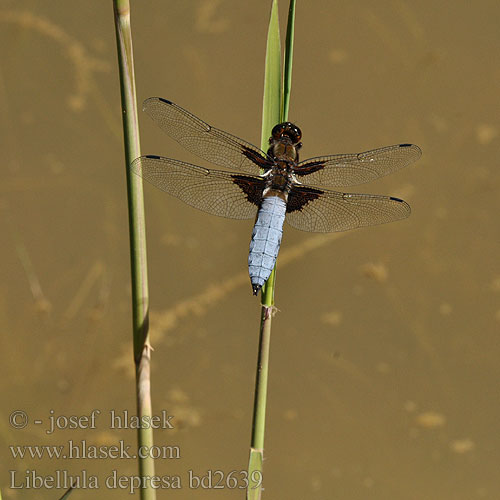 Стрекоза плоская Бабка плоска Modri ploščec Libellula depressa Broad bodied chaser Blå Libel Litteähukankorento Libellule déprimée Platbuik Közönséges acsa Plattbauch Ważka płaskobrzucha Vážka ploská Bred trollslända Bred blålibelle