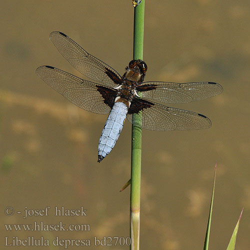 Broad bodied chaser Blå Libel Litteähukankorento Libellule déprimée Platbuik Közönséges acsa Plattbauch Ważka płaskobrzucha Vážka ploská Bred trollslända Bred blålibelle Стрекоза плоская Бабка плоска Modri ploščec Libellula depressa