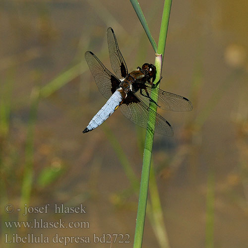 Libellula depresa bd2722