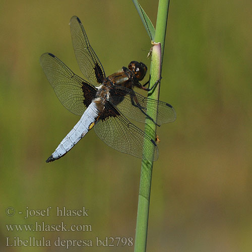 Plattbauch Ważka płaskobrzucha Vážka ploská Bred trollslända Bred blålibelle Стрекоза плоская Бабка плоска Modri ploščec Libellula depressa Broad bodied chaser Blå Libel Litteähukankorento Libellule déprimée Platbuik Közönséges acsa