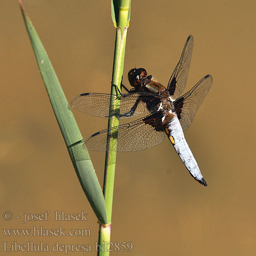 Ważka płaskobrzucha Vážka ploská Bred trollslända Bred blålibelle Стрекоза плоская Бабка плоска Modri ploščec Libellula depressa Broad bodied chaser Blå Libel Litteähukankorento Libellule déprimée Platbuik Közönséges acsa Plattbauch