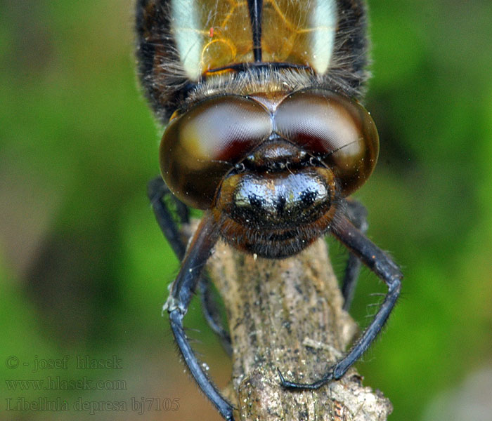 Libellula depressa