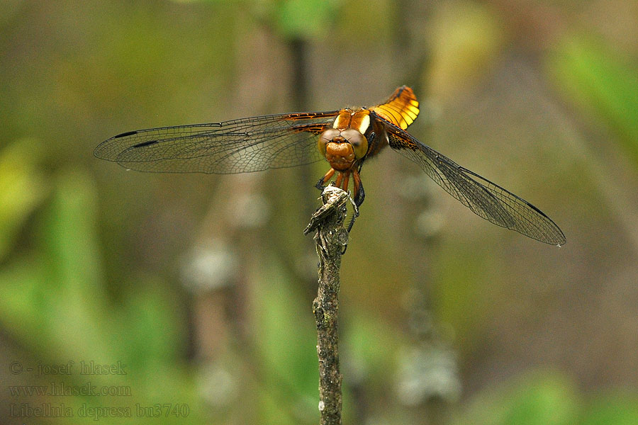 Libellula depressa