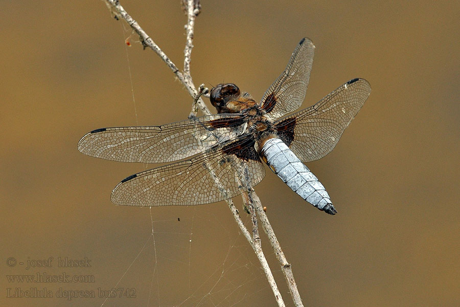 Libellula depressa