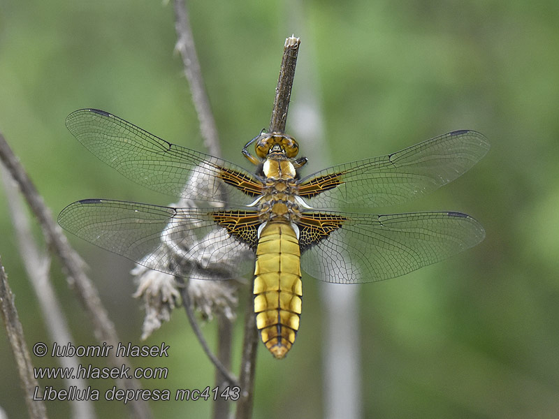 Bred trollslända Bred blålibelle Libellula depressa