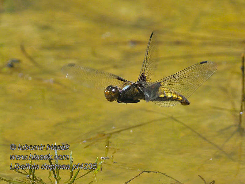 Plattbauch Libellula depressa