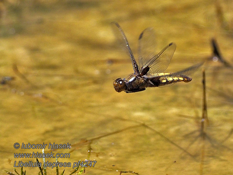 Litteähukankorento Libellula depressa