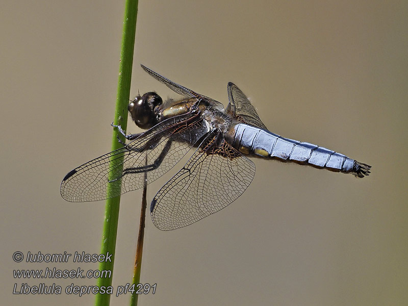 Broad bodied chaser Blå Libel Libellula depresa