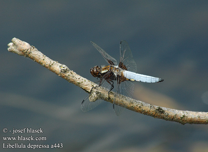 Libellula depressa Plattbauch Ważka płaskobrzucha Vážka ploská Bred trollslända Bred blålibelle Стрекоза плоская Бабка плоска Modri ploščec Broad bodied chaser Blå Libel Litteähukankorento Libellule déprimée Platbuik Közönséges acsa