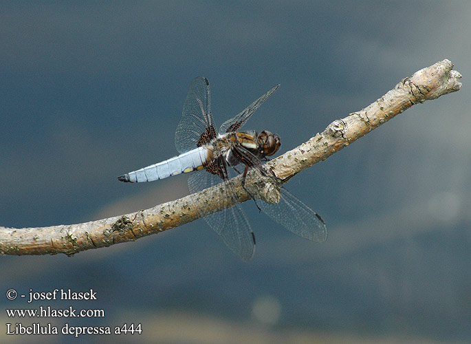 Libellula depressa Vážka ploská Bred trollslända Bred blålibelle Стрекоза плоская Бабка плоска Modri ploščec Broad bodied chaser Blå Libel Litteähukankorento Libellule déprimée Platbuik Közönséges acsa Plattbauch Ważka płaskobrzucha