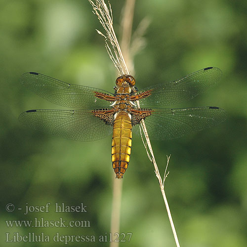 Libellula depressa Стрекоза плоская Бабка плоска Modri ploščec Broad bodied chaser Blå Libel Litteähukankorento Libellule déprimée Platbuik Közönséges acsa Plattbauch Ważka płaskobrzucha Vážka ploská Bred trollslända Bred blålibelle