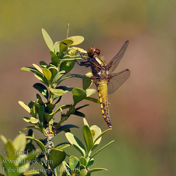 Libellula_depressa_bh0609