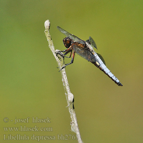 Libellula depressa Broad bodied chaser Blå Libel Litteähukankorento Libellule déprimée Platbuik Közönséges acsa Plattbauch Ważka płaskobrzucha Vážka ploská Bred trollslända Bred blålibelle Стрекоза плоская Бабка плоска Modri ploščec