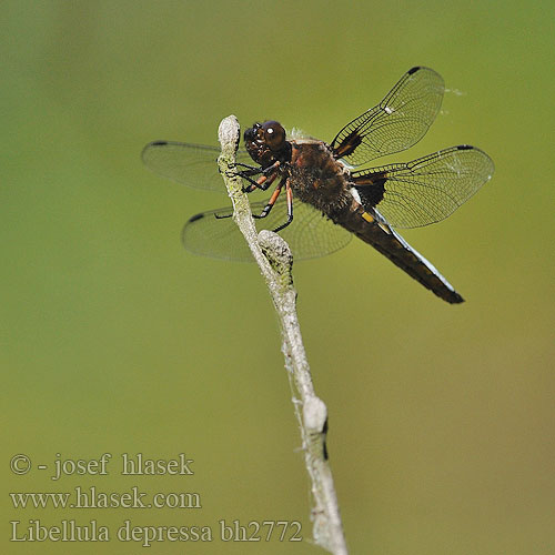 Libellula depressa bh2772