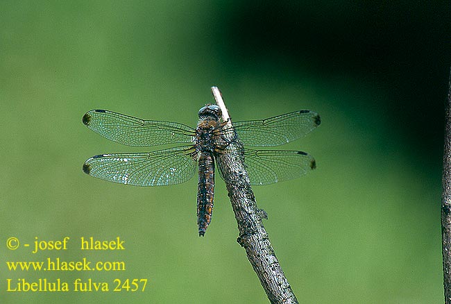 Libellula fulva Scarce Chaser Blue Spidsplettet Libel Sorjahukankorento Libellule fauve Bruine korenbout Spitzenfleck Ważka żółta Vážka plavá Spetsfläckad trollslända Стрекоза рыжая Бабка руда Črni ploščec Mocsári szitakötő 