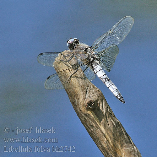 Libellula fulva bh2742