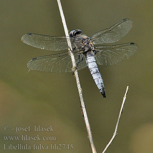 Libellula fulva bh2745