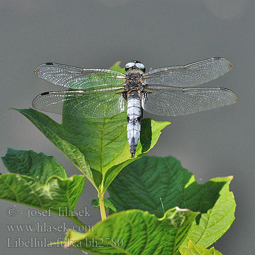 Scarce Chaser Blue Spidsplettet Libel Sorjahukankorento Libellule fauve Bruine korenbout Spitzenfleck Ważka żółta Vážka plavá Spetsfläckad trollslända Стрекоза рыжая Бабка руда Črni ploščec Mocsári szitakötő Libellula fulva