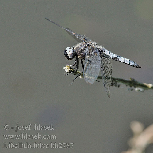 Libellula fulva bh2787