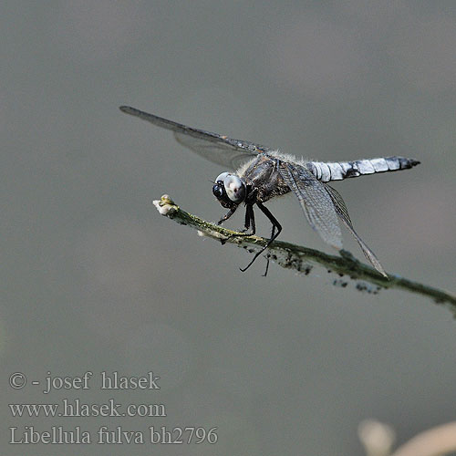 Libellula fulva bh2796