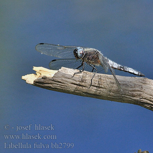 Libellula fulva bh2799