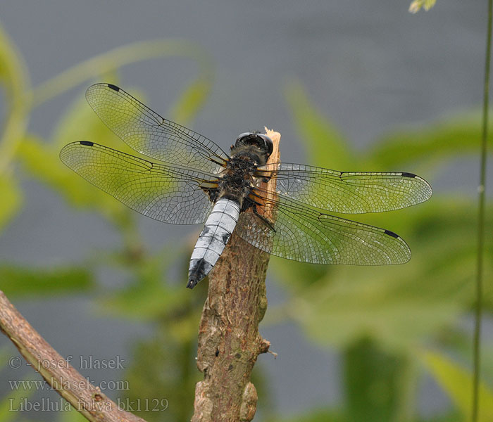 Vážka plavá Spetsfläckad trollslända Стрекоза рыжая Бабка руда Črni ploščec Mocsári szitakötő Libellula fulva Scarce Chaser Blue Spidsplettet Libel Sorjahukankorento Libellule fauve Bruine korenbout Spitzenfleck Ważka żółta