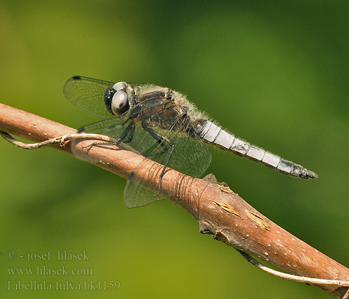 Črni ploščec Mocsári szitakötő Libellula fulva Scarce Chaser Blue Spidsplettet Libel Sorjahukankorento Libellule fauve Bruine korenbout Spitzenfleck Ważka żółta Vážka plavá Spetsfläckad trollslända Стрекоза рыжая