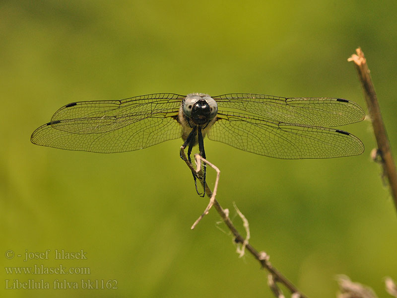 Mocsári szitakötő Libellula fulva Scarce Chaser Blue Spidsplettet Libel Sorjahukankorento Libellule fauve Bruine korenbout Spitzenfleck Ważka żółta Vážka plavá Spetsfläckad trollslända Стрекоза рыжая Črni ploščec