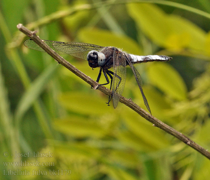 Libellula fulva bk1179