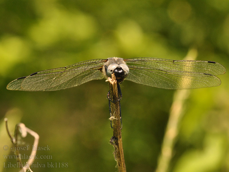 Libellula fulva bk1188