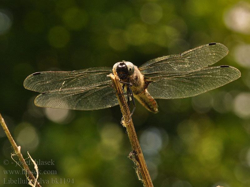 Libellula fulva bk1194